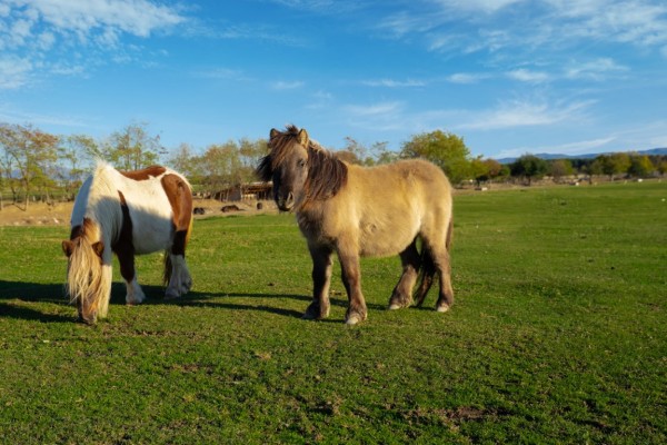 С богата програма “Дамасцена“ ще посреща гости в Дни на розата на 3 и 4 юни 