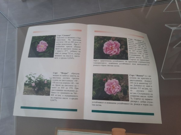 Кандидатките за Царица роза 2023 г. продължават по стъпките “Пътят към короната“