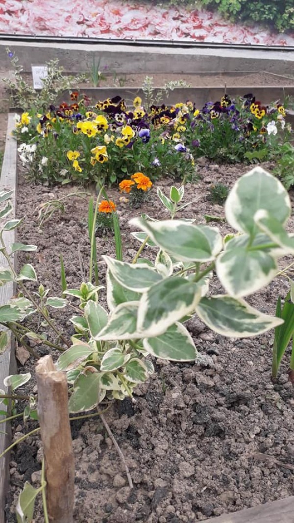 Малчуганите от ОУ “Св. Паисий Хилендарски“ зарадваха потребителите на Социалния патронаж със свежи зеленчуци