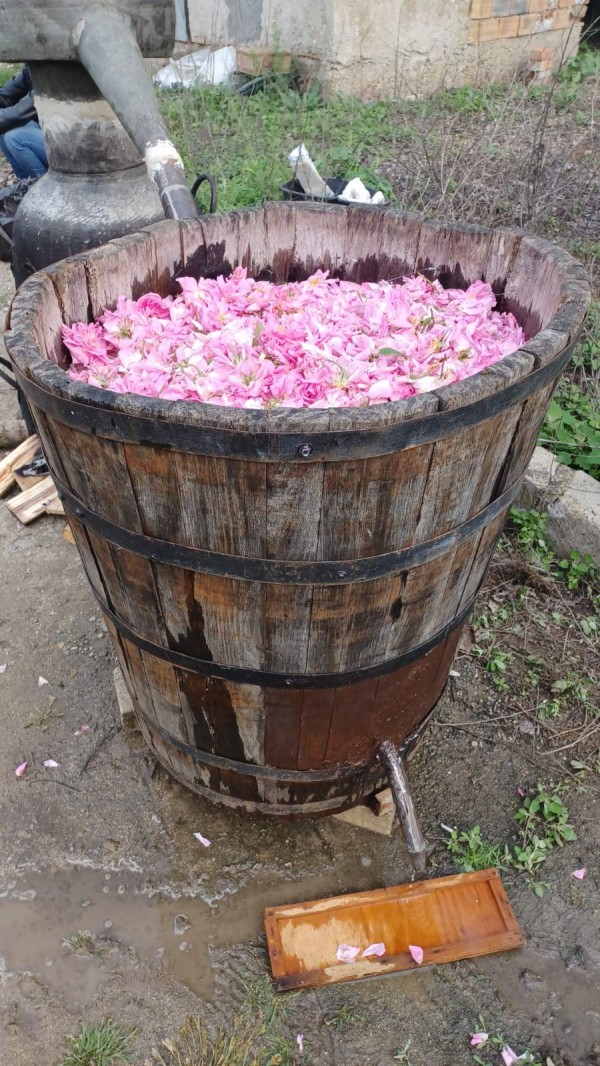 Черганово постави началото на ритуалите “Розобер“ днес