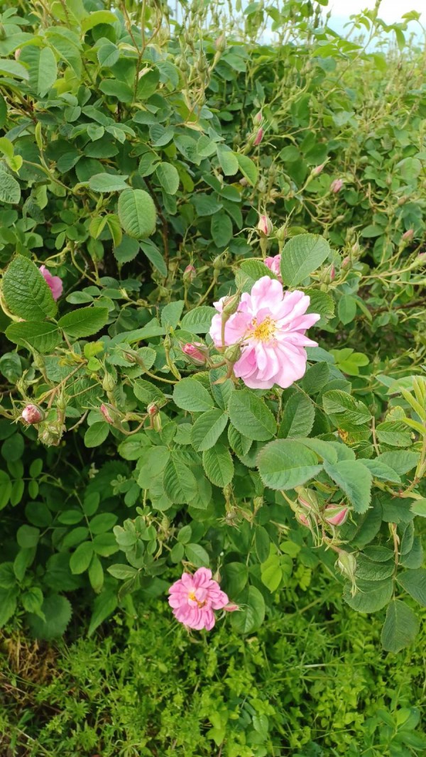 Черганово постави началото на ритуалите “Розобер“ днес