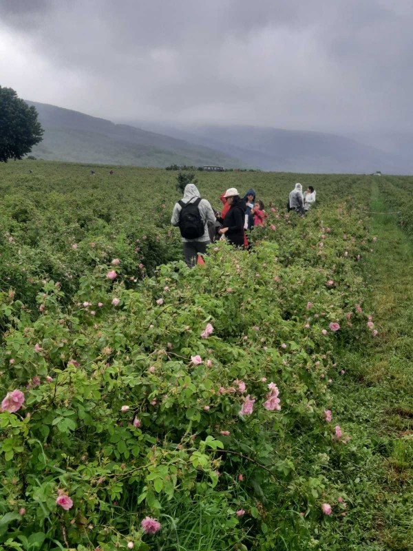 Село Ясеново тази сутрин с ритуал “Розобер“ ви очаква в Розовата долина 