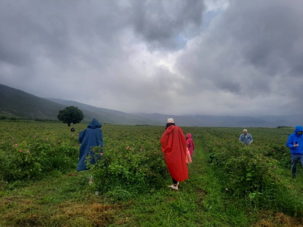 Село Ясеново тази сутрин с ритуал “Розобер“ ви очаква в Розовата долина 