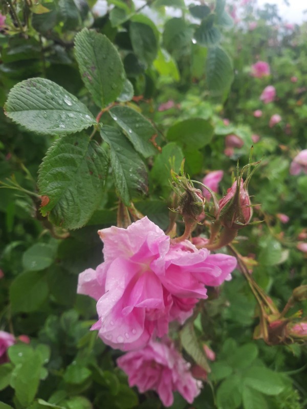 Село Ясеново тази сутрин с ритуал “Розобер“ ви очаква в Розовата долина 