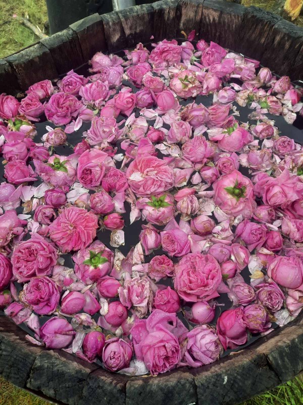 Село Ясеново тази сутрин с ритуал “Розобер“ ви очаква в Розовата долина 