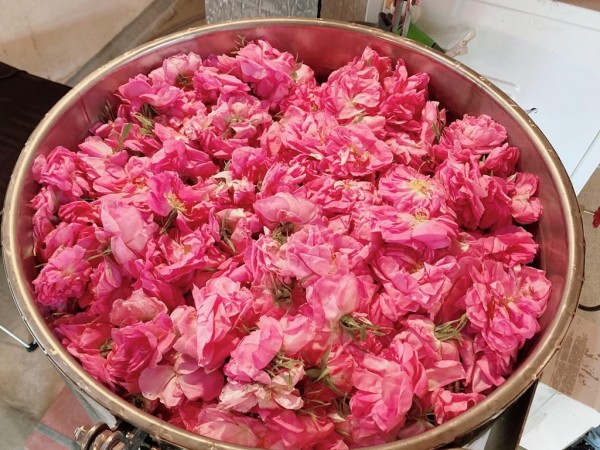 Масиви с роза Дамасцена радват жителите и гостите на японския град Ямагата