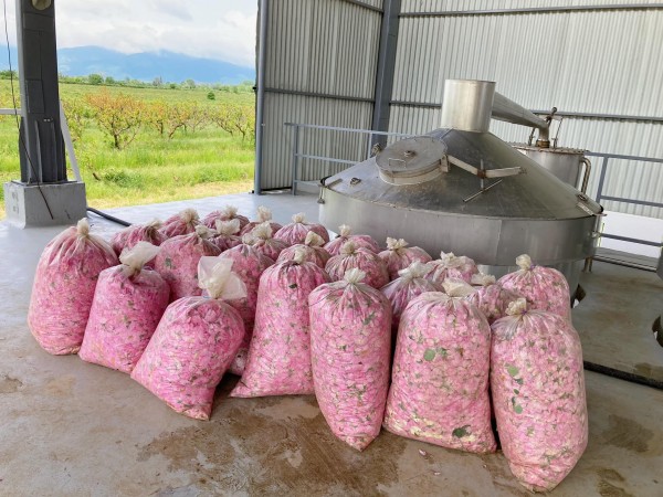 Масиви с роза Дамасцена радват жителите и гостите на японския град Ямагата