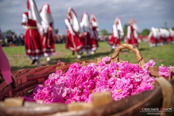 От утре започват Дните на розата в “Дамасцена“