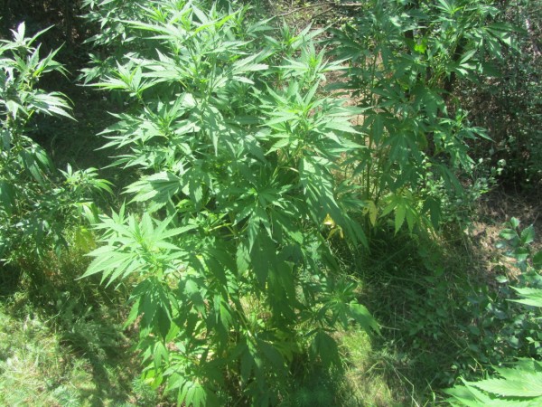 Полицията откри 60 растения коноп край Казанлък. Двама са задържани