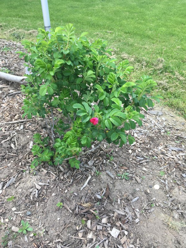 Шипкови растения, засадени в канадския град Шипка, радват жителите му с ухание и цветове