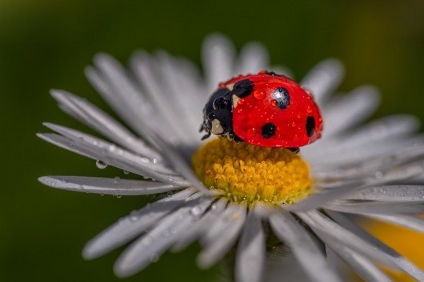 Майсторът на обектива Тодор Тилев с изложба в Казанлък 