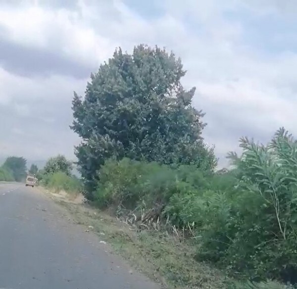 Внимание, шофьори: Премахване на храсти по пътя към селата Розово и Овощник!