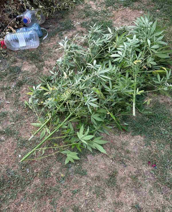 След спецакция, криминалисти откриха наркооранжерия в Старозагорско 