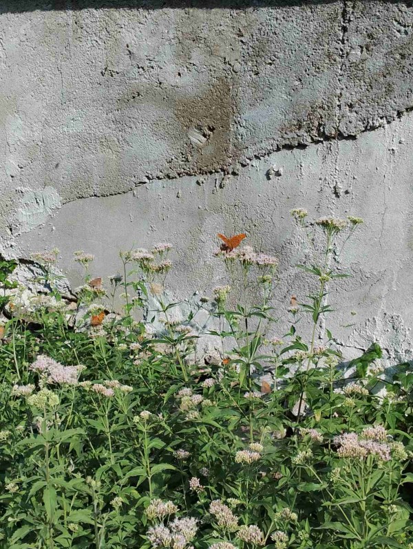 Теке над Скобелево пази тайни и цери 