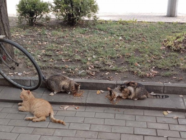 Иван, който гарантира любов за 600 лева месечно