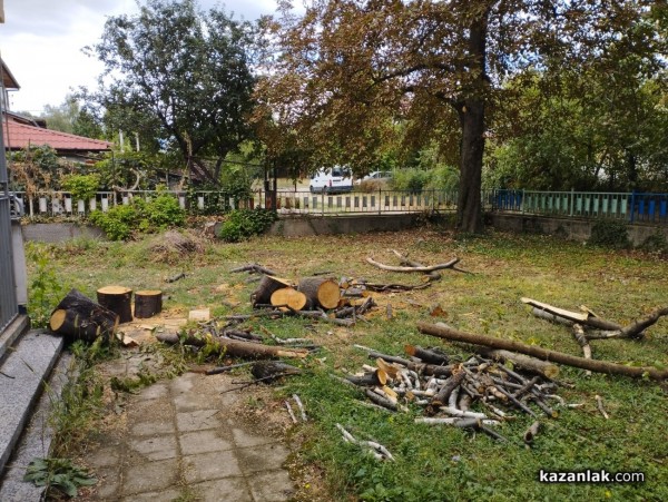 Защо премахнаха две дървета в ОДК „Св. Иван Рилски“ - Казанлък