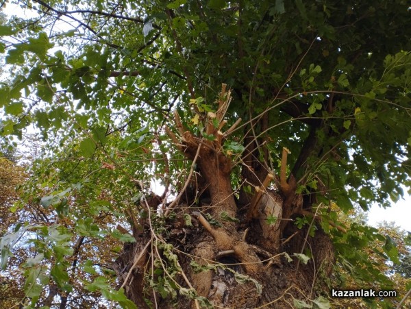 Защо премахнаха две дървета в ОДК „Св. Иван Рилски“ - Казанлък