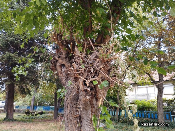 Защо премахнаха две дървета в ОДК „Св. Иван Рилски“ - Казанлък