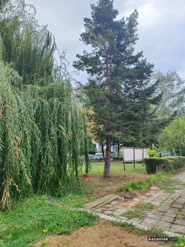 Защо премахнаха две дървета в ОДК „Св. Иван Рилски“ - Казанлък