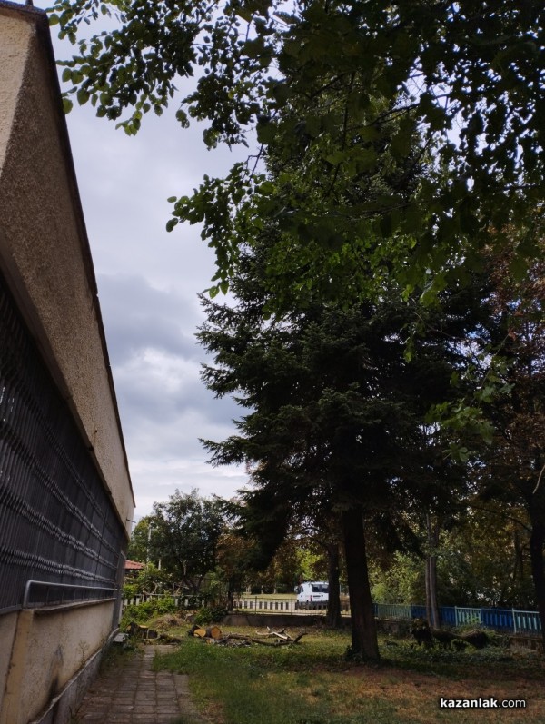 Защо премахнаха две дървета в ОДК „Св. Иван Рилски“ - Казанлък