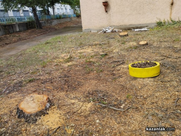 Защо премахнаха две дървета в ОДК „Св. Иван Рилски“ - Казанлък