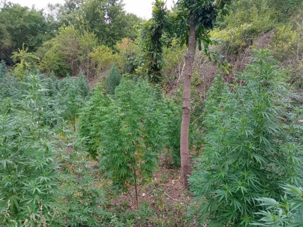 ГДБОП разби престъпна група за разпространение на наркотици на територията на Казанлък и област Стара Загора