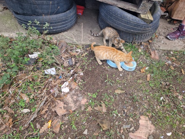 Екипът на „Animal Hope Bulgaria – Казанлък“ зарадва пострадалите от наводненията животни в община Царево с 650 кг. храна 
