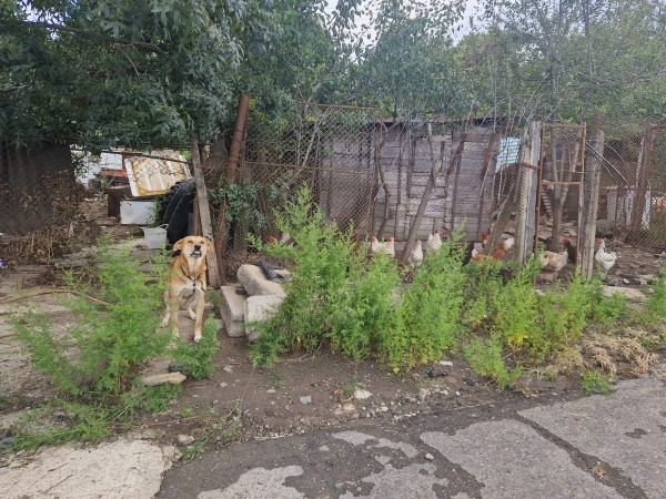 Екипът на „Animal Hope Bulgaria – Казанлък“ зарадва пострадалите от наводненията животни в община Царево с 650 кг. храна 