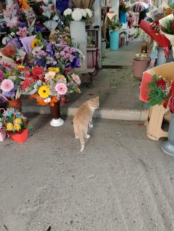 Даруваме учителите с чужбински китки 