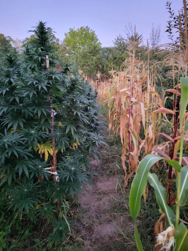 Полицията откри 700кг листна маса от рода на конопа в Розово 