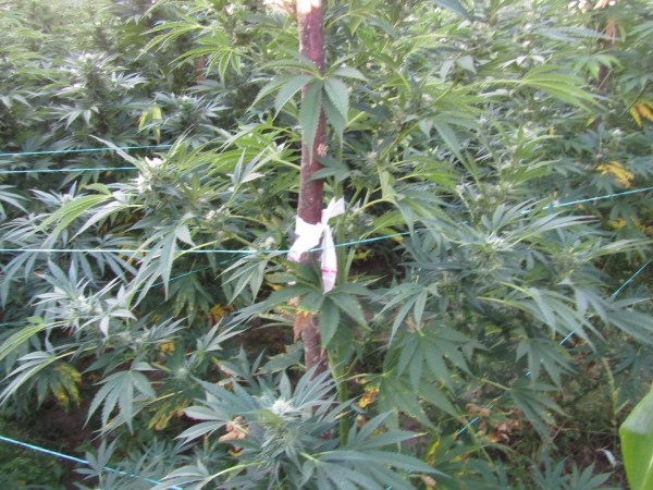 Полицията откри 700кг листна маса от рода на конопа в Розово 