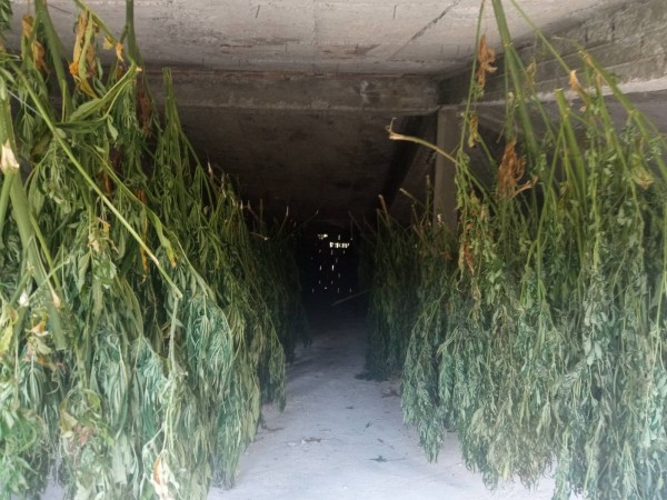 Задържаха петима мъже за участие в организирана престъпна група за отглеждане и добиване на марихуана в Казанлък и областта