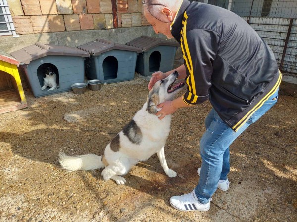 Д-р Колев, Бюлетина №1: Да използваме всяка форма на човешко общуване, за да намалим насилието над животни и хора