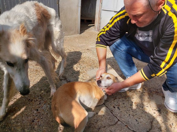 Д-р Колев, Бюлетина №1: Да използваме всяка форма на човешко общуване, за да намалим насилието над животни и хора