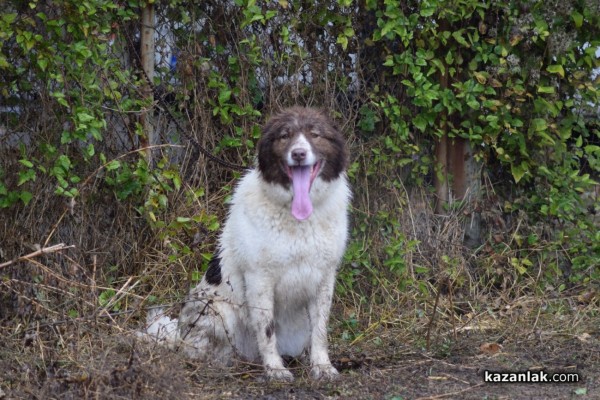 37 чистокръвни каракачански кучета от цялата страната участваха във втората национална киноложка изложба в Казанлък 