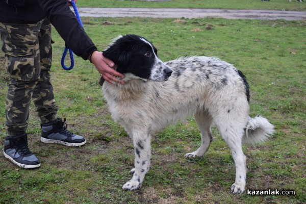 37 чистокръвни каракачански кучета от цялата страната участваха във втората национална киноложка изложба в Казанлък 