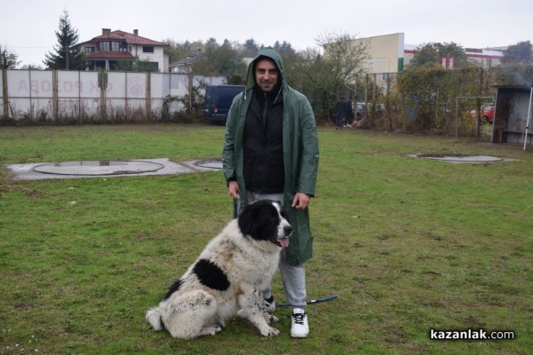 37 чистокръвни каракачански кучета от цялата страната участваха във втората национална киноложка изложба в Казанлък 