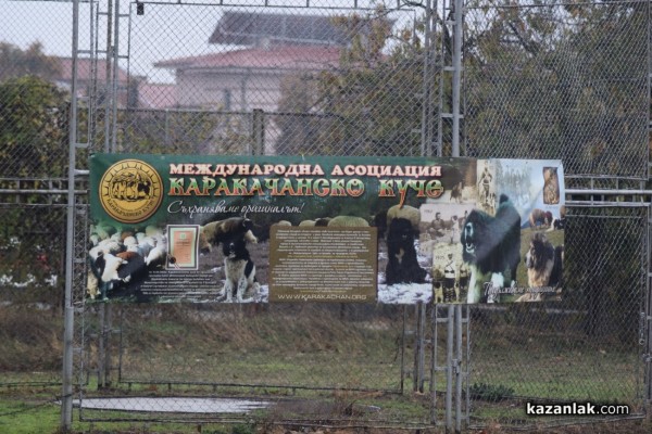 37 чистокръвни каракачански кучета от цялата страната участваха във втората национална киноложка изложба в Казанлък 