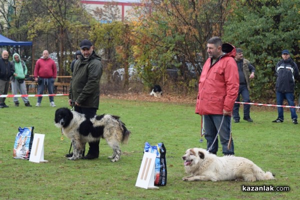 37 чистокръвни каракачански кучета от цялата страната участваха във втората национална киноложка изложба в Казанлък 