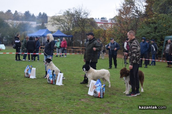 37 чистокръвни каракачански кучета от цялата страната участваха във втората национална киноложка изложба в Казанлък 
