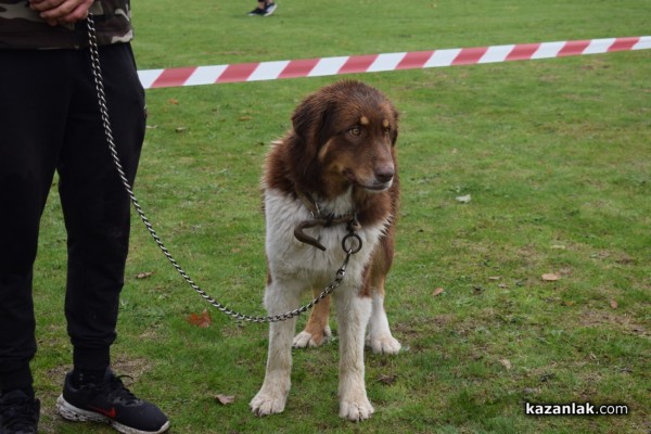 37 чистокръвни каракачански кучета от цялата страната участваха във втората национална киноложка изложба в Казанлък 