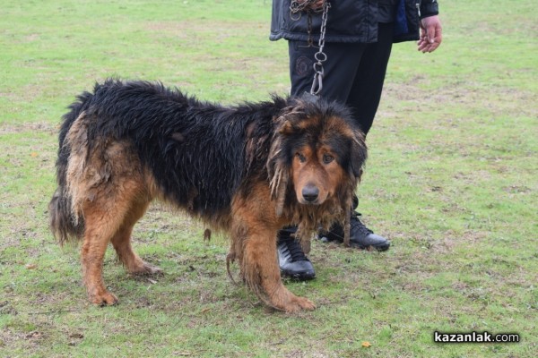 37 чистокръвни каракачански кучета от цялата страната участваха във втората национална киноложка изложба в Казанлък 