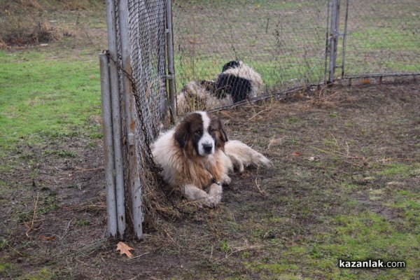 37 чистокръвни каракачански кучета от цялата страната участваха във втората национална киноложка изложба в Казанлък 