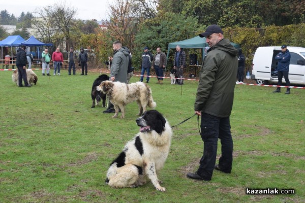 37 чистокръвни каракачански кучета от цялата страната участваха във втората национална киноложка изложба в Казанлък 