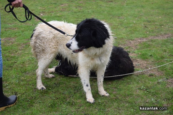 37 чистокръвни каракачански кучета от цялата страната участваха във втората национална киноложка изложба в Казанлък 