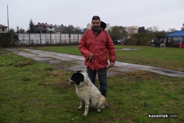 37 чистокръвни каракачански кучета от цялата страната участваха във втората национална киноложка изложба в Казанлък 