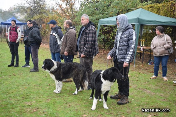 37 чистокръвни каракачански кучета от цялата страната участваха във втората национална киноложка изложба в Казанлък 