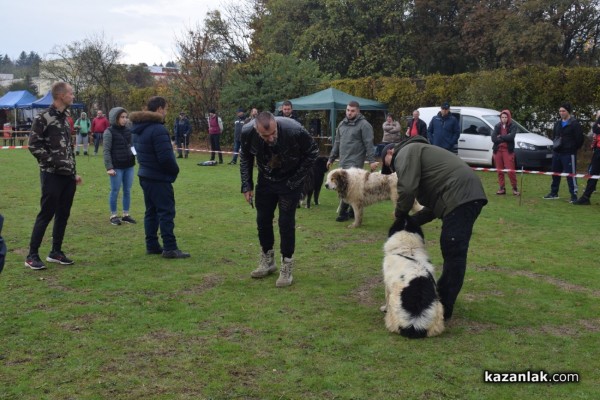37 чистокръвни каракачански кучета от цялата страната участваха във втората национална киноложка изложба в Казанлък 