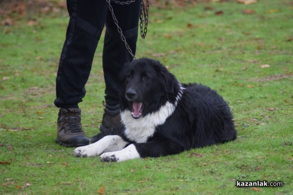 37 чистокръвни каракачански кучета от цялата страната участваха във втората национална киноложка изложба в Казанлък 