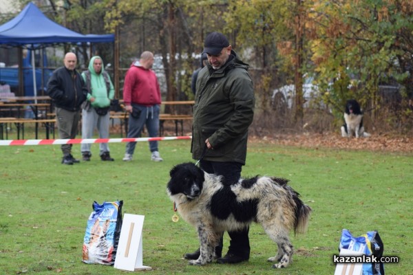 37 чистокръвни каракачански кучета от цялата страната участваха във втората национална киноложка изложба в Казанлък 